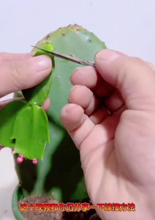 哪些花卉适合嫁接？嫁接的步骤和技巧是什么？