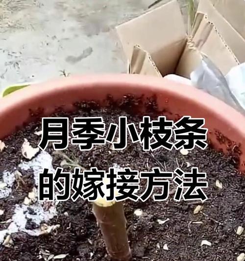 哪些花卉适合嫁接？嫁接的步骤和技巧是什么？