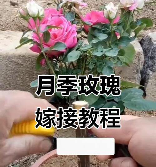 哪些花卉适合嫁接？嫁接的步骤和技巧是什么？