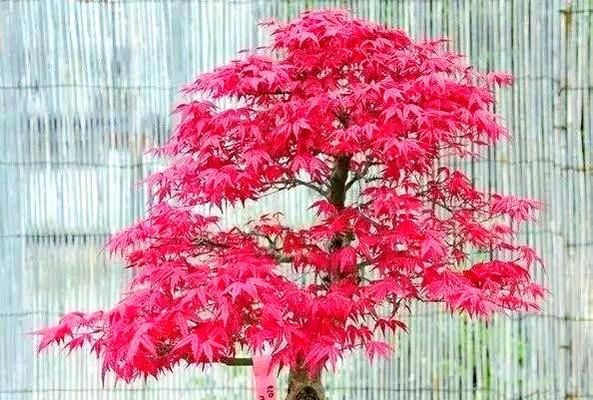 盆景红枫的养护技巧和常见问题是什么？