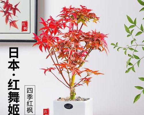 盆景红枫的养护技巧和常见问题是什么？