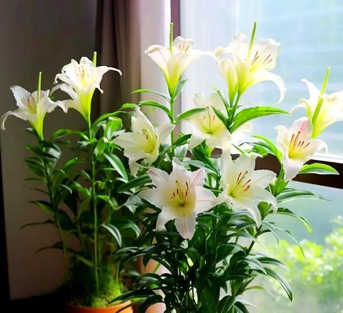 花草养殖的常见问题和解决方法有哪些？