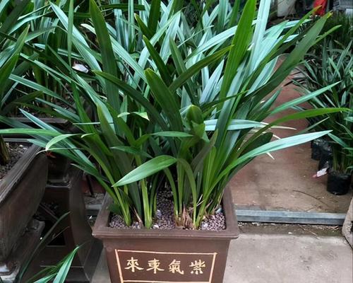 花草养殖的常见问题和解决方法有哪些？