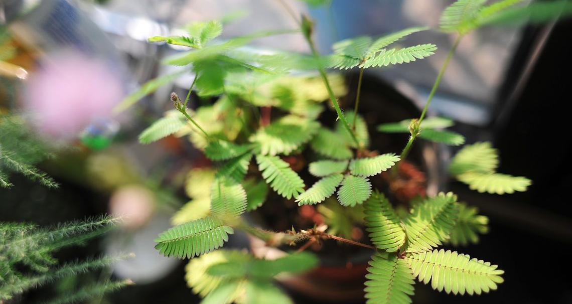 花草养殖的常见问题和解决方法有哪些？