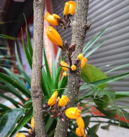 发财树开花的样子如何？