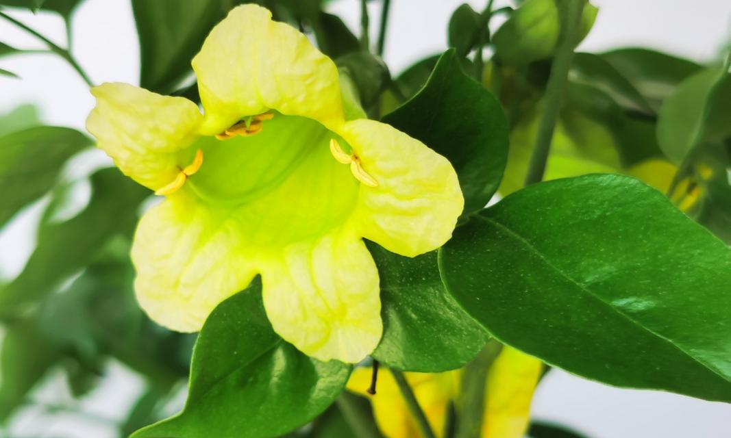 发财树开花的样子如何？