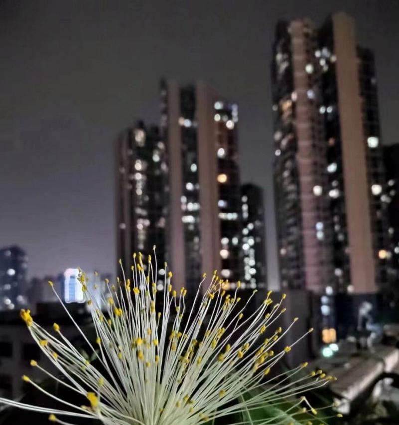 发财树开花的样子如何？