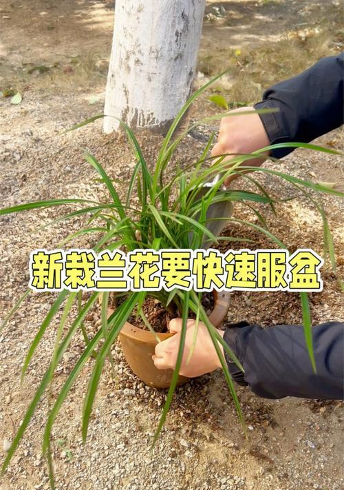 兰花移栽的最佳时期和步骤是什么？