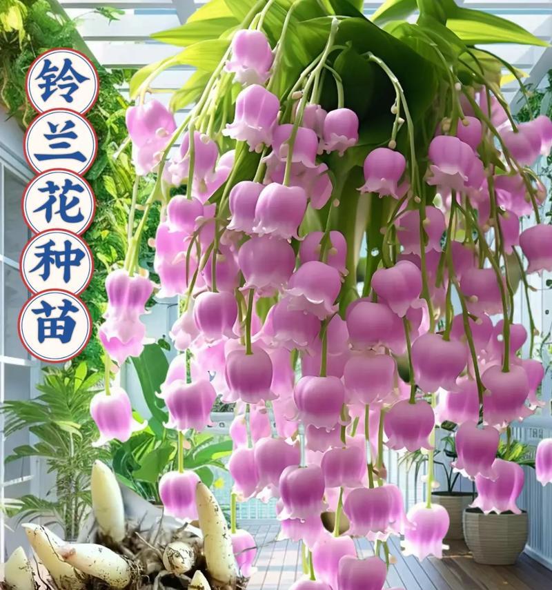 铃兰的种类和特点是什么？铃兰在园艺中的应用有哪些？