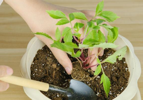 植物移栽的正确步骤是什么？如何成功移栽植物？