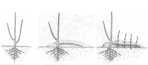 植物移栽的正确步骤是什么？如何成功移栽植物？