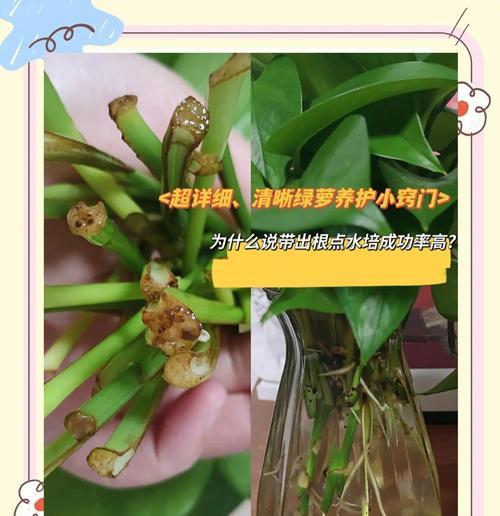 水培绿萝的养护方法是什么？如何防止水培绿萝的根部腐烂？