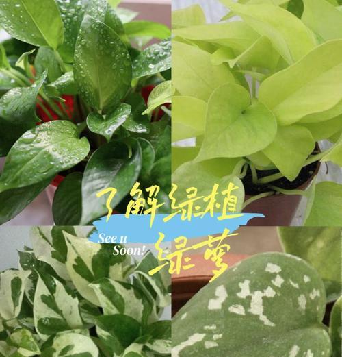 水培绿萝的养护方法是什么？如何防止水培绿萝的根部腐烂？