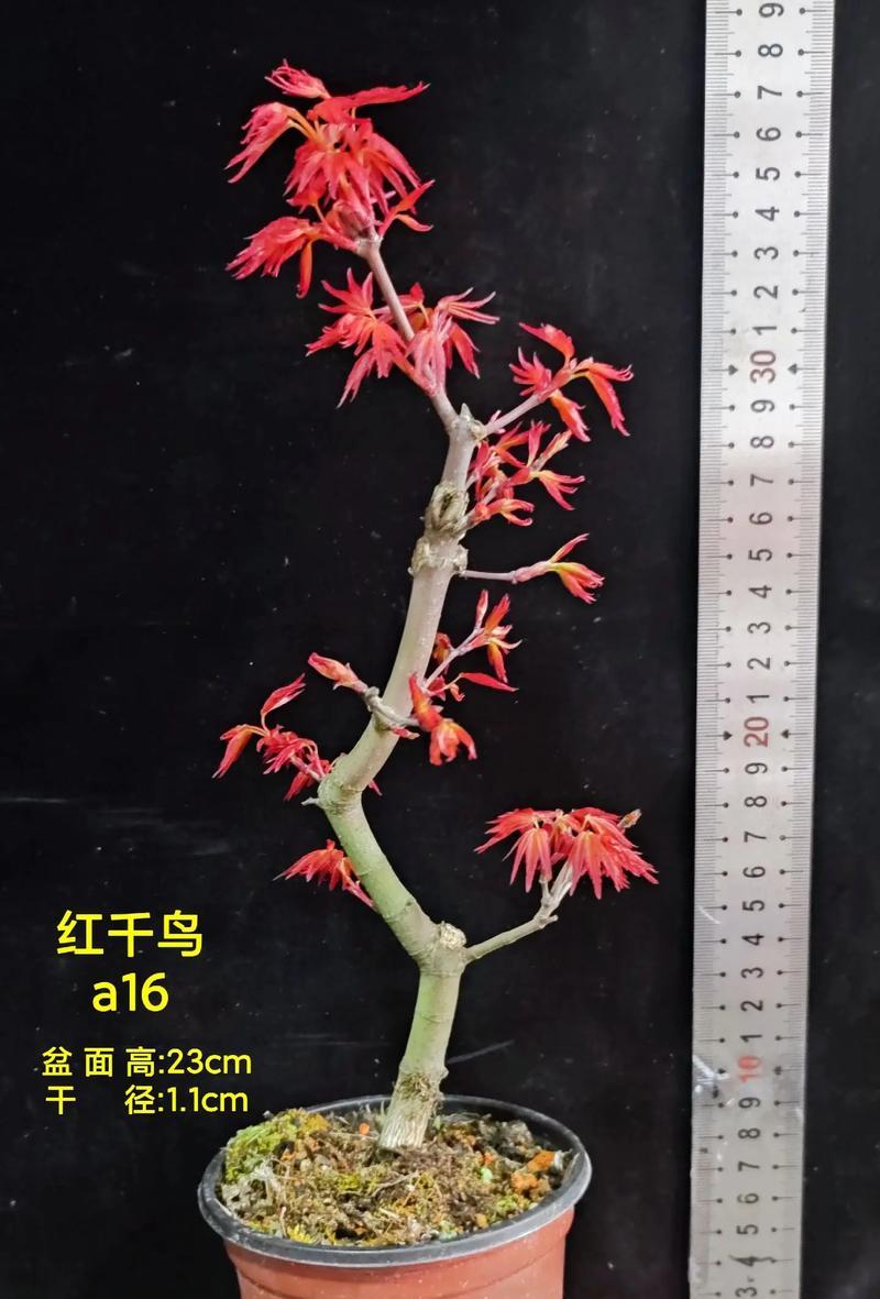红枫种植时应选择哪种花盆？