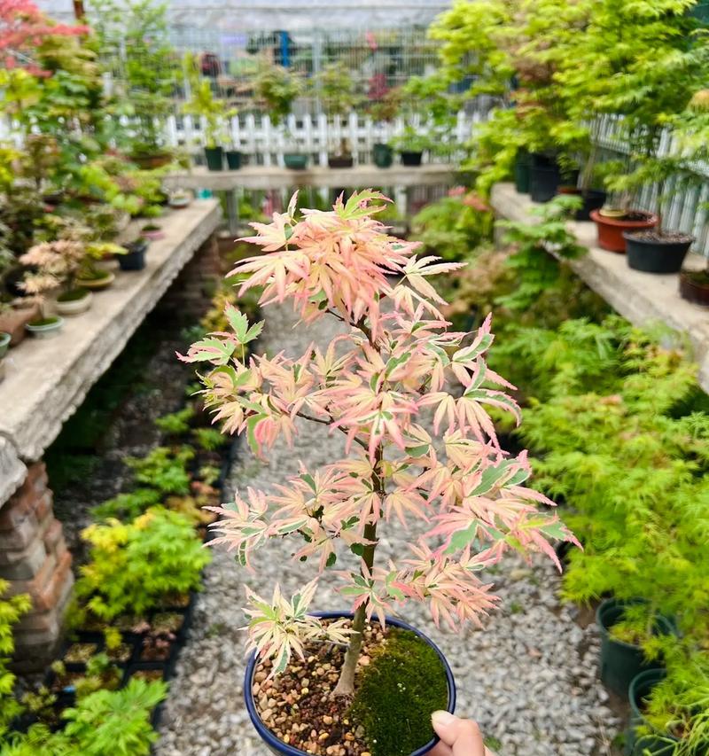 红枫种植时应选择哪种花盆？