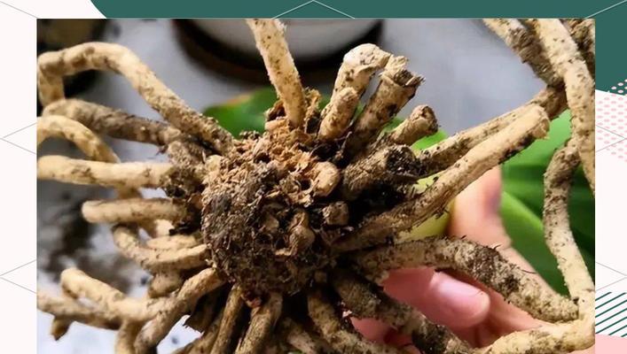 红掌换盆的最佳时机和方法是什么？