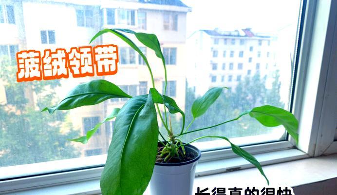 红掌换盆的最佳时机和方法是什么？