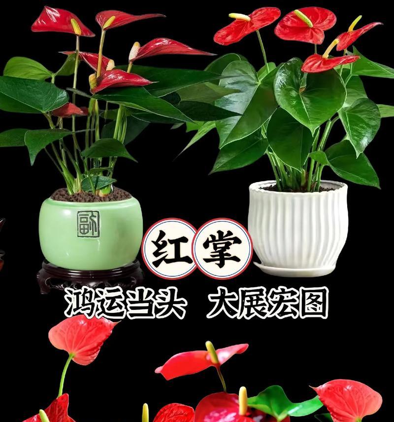 红掌换盆的最佳时机和方法是什么？
