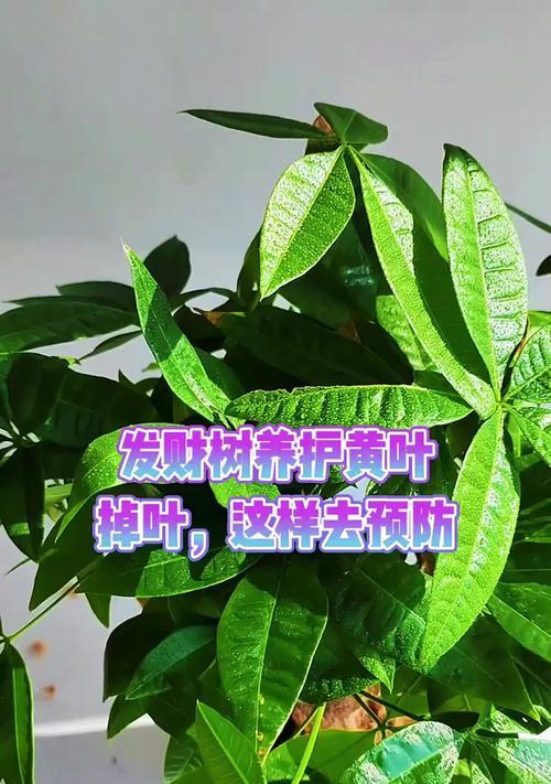 发财树黄叶的原因是什么？如何解决？