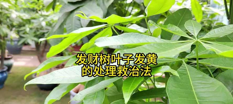 发财树黄叶的原因是什么？如何解决？