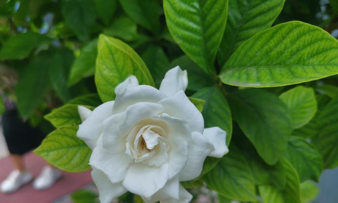 栀子花为什么掉花蕾？如何防止栀子花掉花蕾？