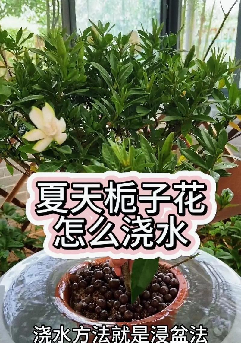 栀子花为什么掉花蕾？如何防止栀子花掉花蕾？