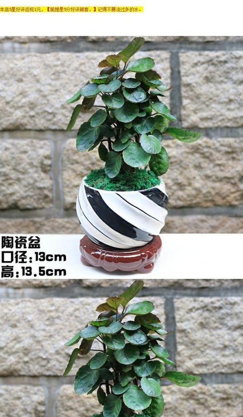 福禄桐有什么好处？福禄桐的风水作用和养护要点是什么？