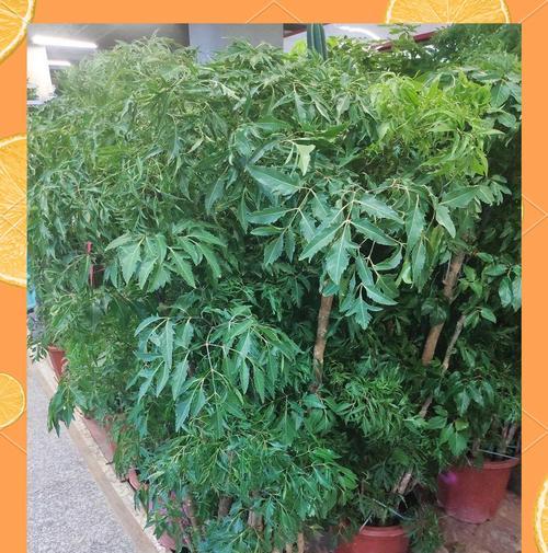 福禄桐有什么好处？福禄桐的风水作用和养护要点是什么？