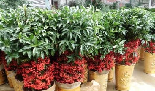 花苗徒长了怎么补救？有哪些补救措施？