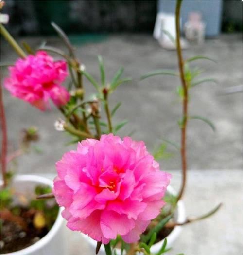 花苗徒长了怎么补救？有哪些补救措施？
