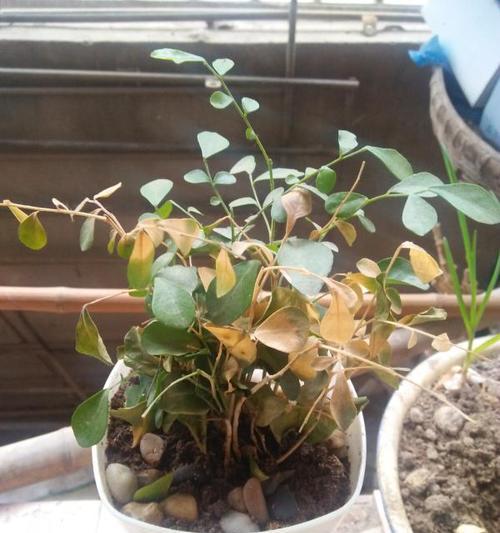 花苗徒长了怎么补救？有哪些补救措施？