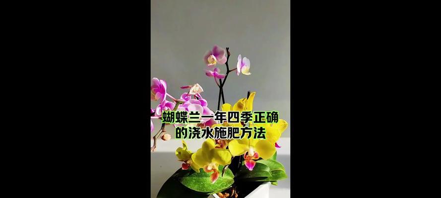 冬季蝴蝶兰的浇水技巧是什么？