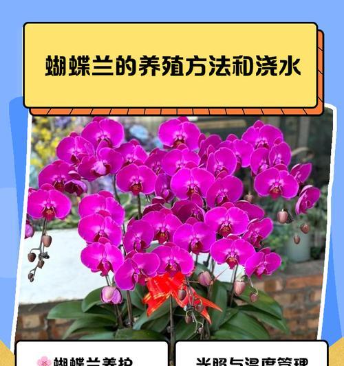 冬季蝴蝶兰的浇水技巧是什么？
