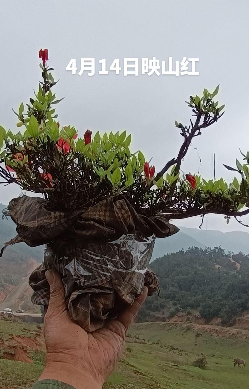盆栽映山红的养殖方法是什么？如何确保映山红的健康生长？