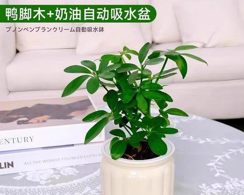 盆栽袖珍椰子需要注意哪些问题？