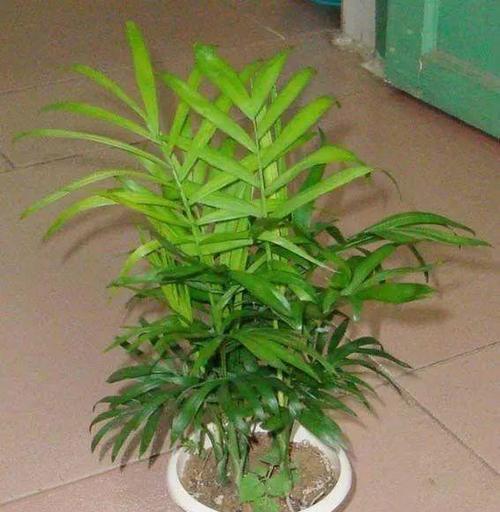 盆栽袖珍椰子需要注意哪些问题？