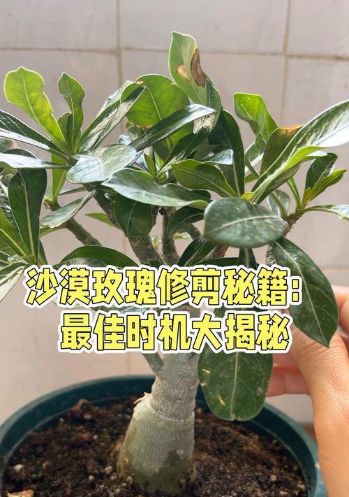 沙漠玫瑰嫁接的美观技巧是什么？