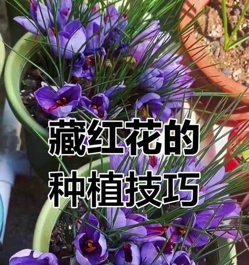 番红花的养护方法是什么？
