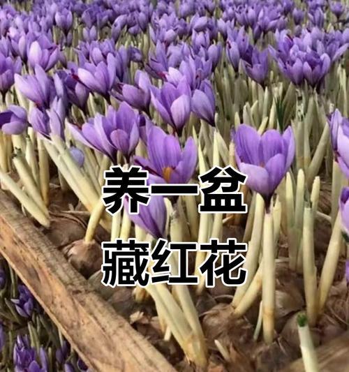 番红花的养护方法是什么？