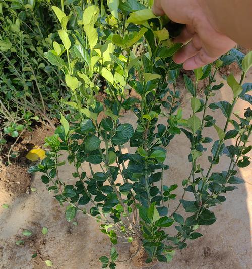 卫矛科植物有哪些代表？它们的特性及用途是什么？