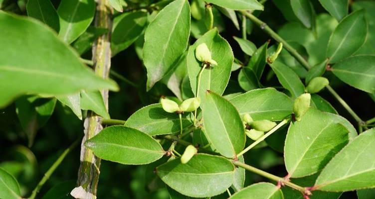 卫矛科植物有哪些代表？它们的特性及用途是什么？