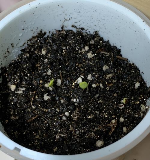 含羞草种子的正确培养方法？