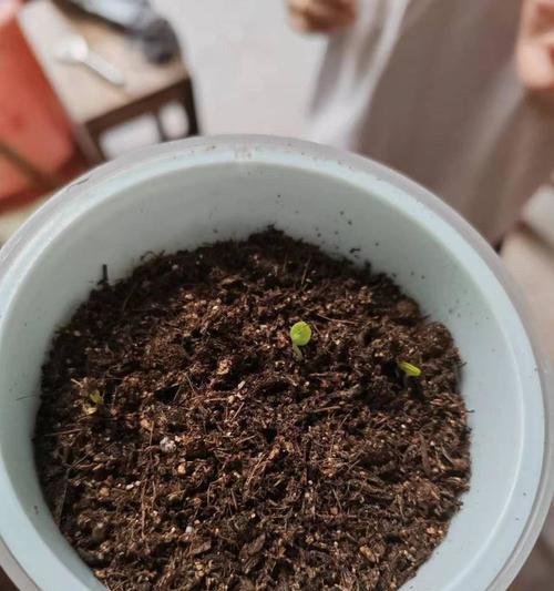 含羞草种子的正确培养方法？