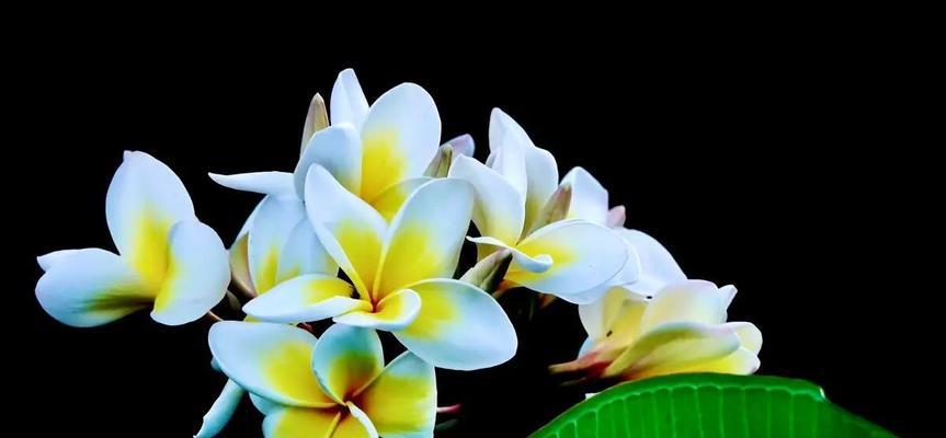 三亚的气候适合种植哪些花卉？