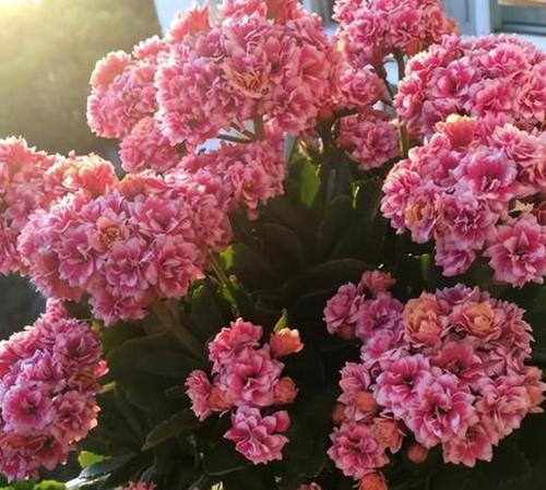 秋天有哪些花卉开放？如何在秋季欣赏和养护这些花卉？