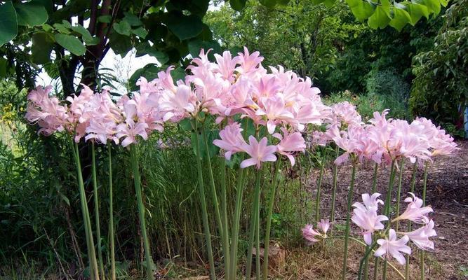 球茎类花卉有哪些种类？它们的种植和养护技巧是什么？