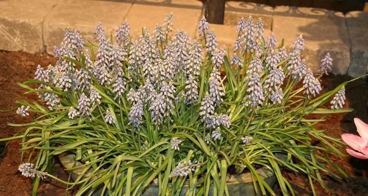 球茎类花卉有哪些种类？它们的种植和养护技巧是什么？