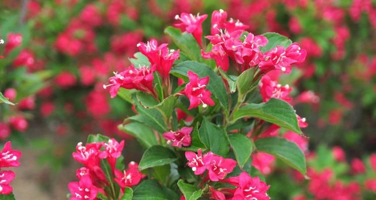 锦带花有哪些品种？不同品种的锦带花特点是什么？