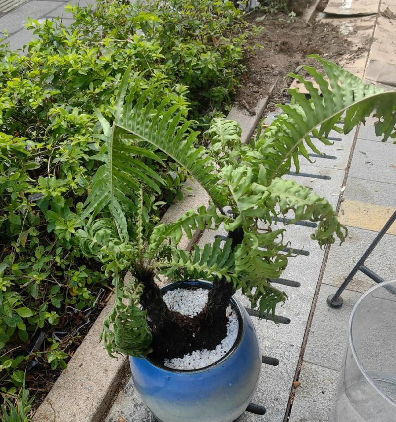 家养蕨类植物的正确养殖方法？