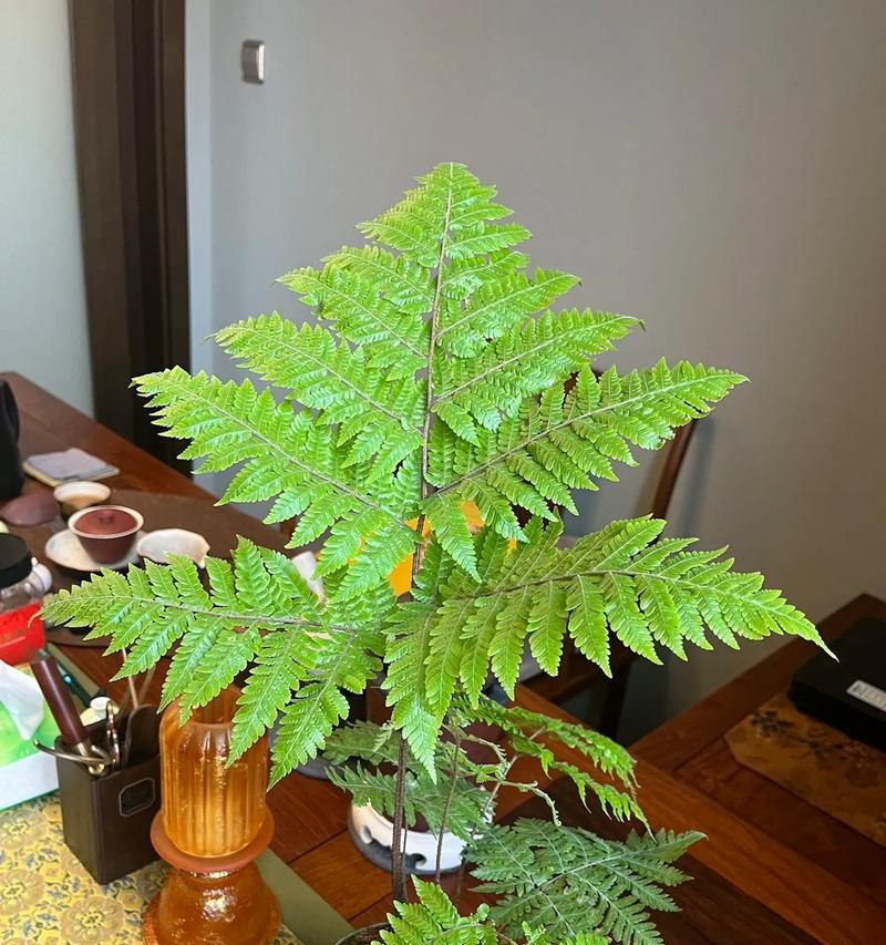 家养蕨类植物的正确养殖方法？